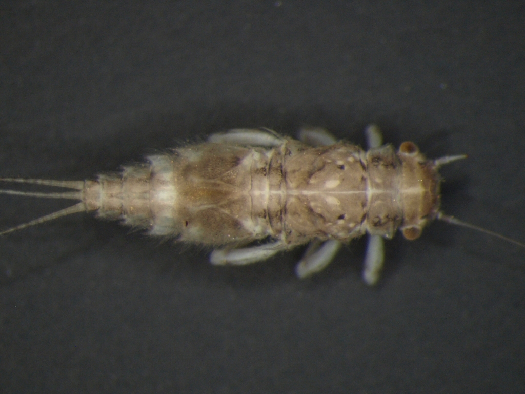 Caenis robusta